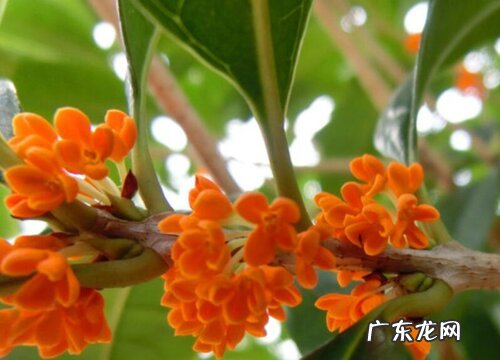 血桂一年开几次花