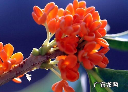 血桂一年开几次花