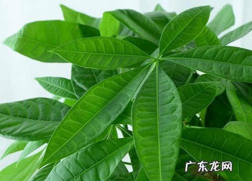 招财树喜阴还是喜阳光的植物