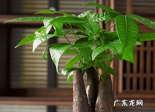 招财树喜阴还是喜阳光的植物