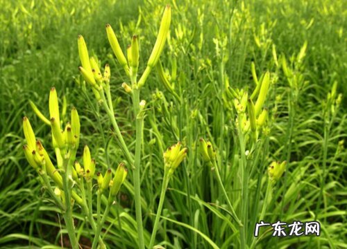 黄花菜一年开几次花