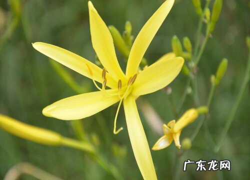 黄花菜一年开几次花