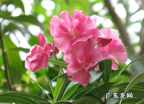 夹竹桃一年开几次花