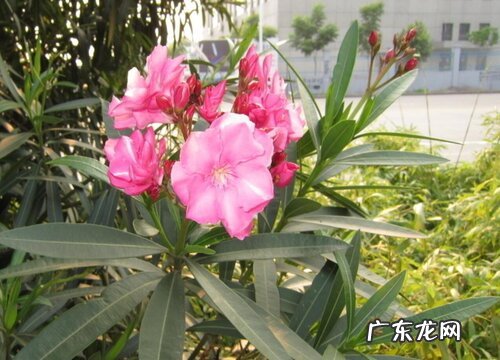 夹竹桃一年开几次花