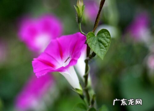 美国大牵牛花是多年生吗