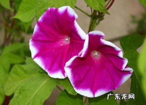 美国大牵牛花是多年生吗