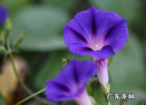 美国大牵牛花是多年生吗