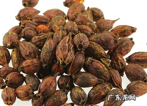 栀子是什么植物