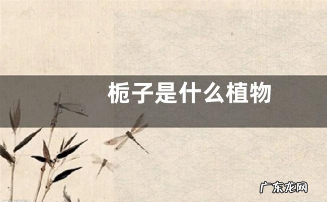 栀子是什么植物