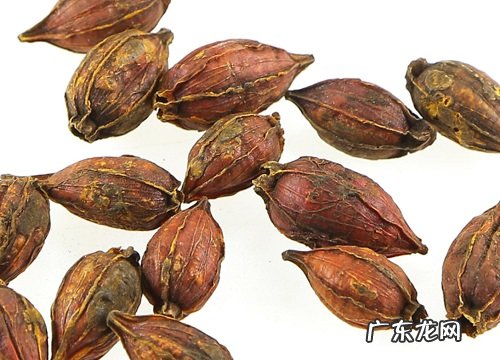 栀子是什么植物