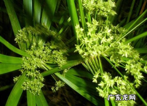 散尾葵会开花吗 开花的寓意与兆头