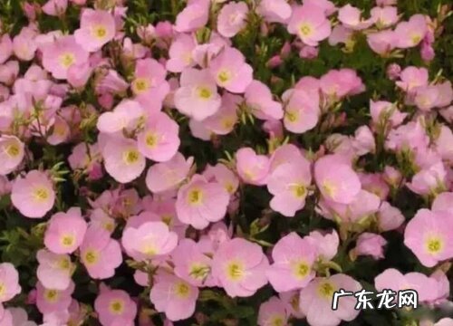 美丽月见草是多年生吗