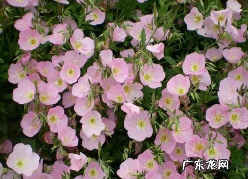 美丽月见草是多年生吗