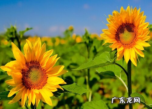 超级向日葵是多年生吗