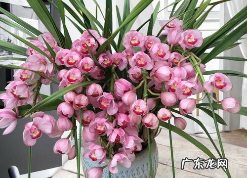 大花惠兰一年开几次花