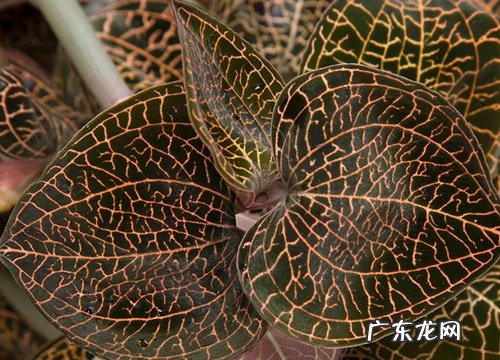 金线莲怎么繁殖方法和注意事项