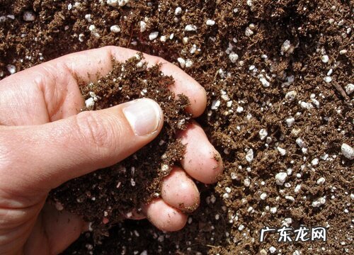 菜地土壤消毒的最好方法 种菜前土地消毒简单有效方法