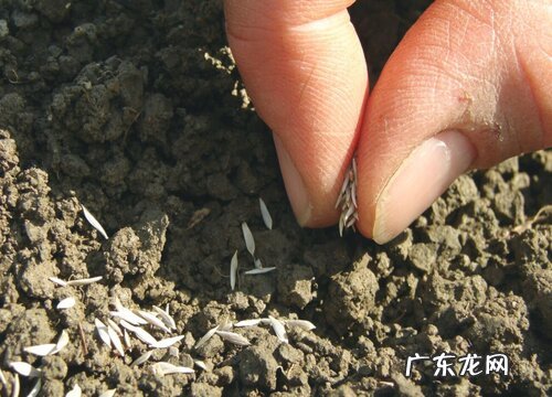 菜地土壤消毒的最好方法 种菜前土地消毒简单有效方法