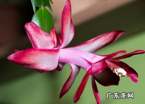 仙人掌一年开几次花