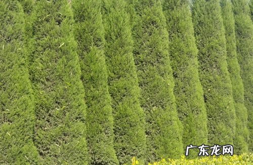 庭院种柏树好吗