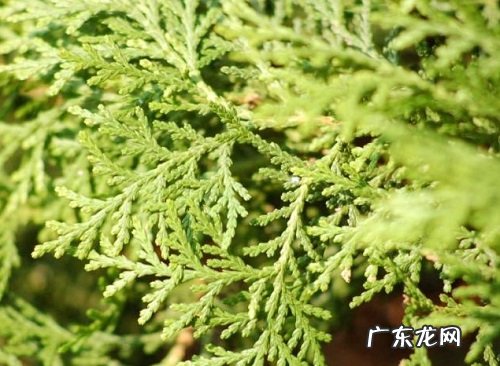 庭院种柏树好吗