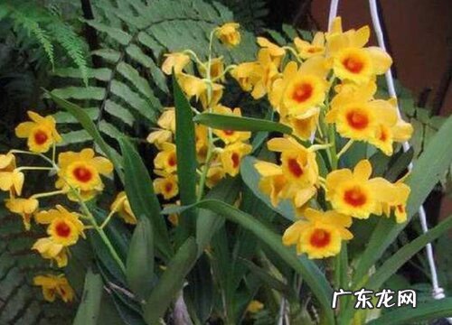 石斛一年开几次花