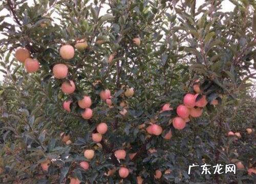 苹果生长在什么地方