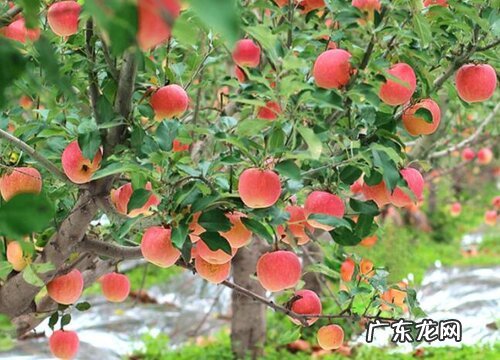 苹果生长在什么地方