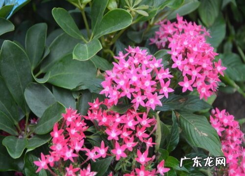 五星花一年开几次花
