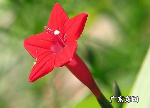 五星花一年开几次花