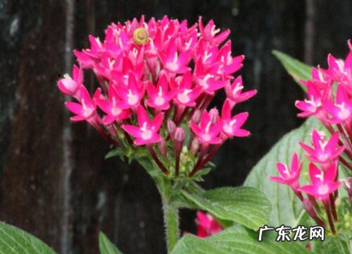 五星花一年开几次花