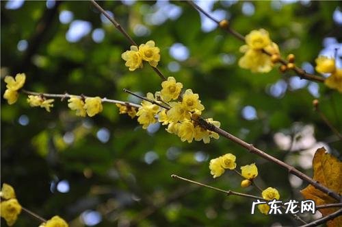 腊梅什么季节开花 开花月份