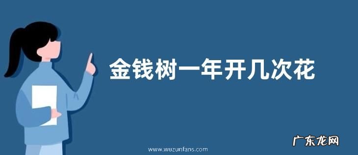金钱树一年开几次花