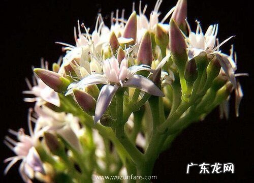 金钱树一年开几次花