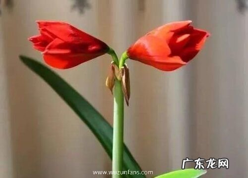 对兰一年开几次花