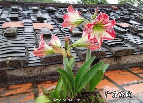 对兰一年开几次花