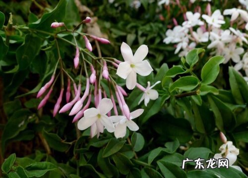 多花素馨一年开几次花