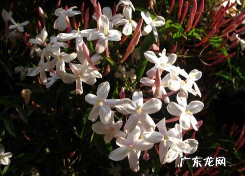 多花素馨一年开几次花