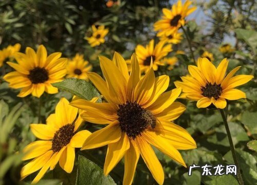 光辉岁月向日葵是多年生吗