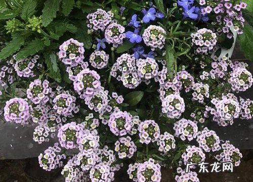 美女樱一年开几次花