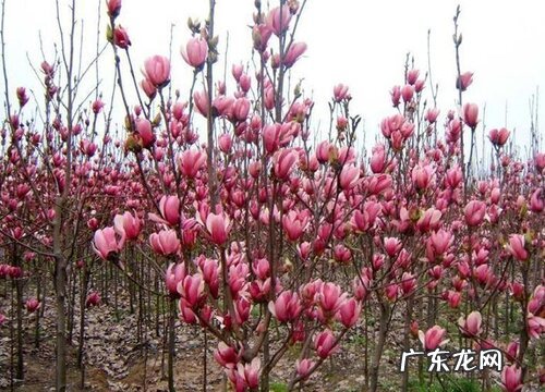 玉兰树一年开几次花