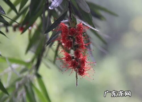 红千层一年开几次花