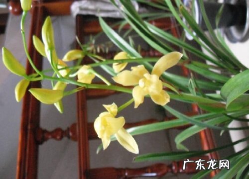 兰花小神童一年开几次花