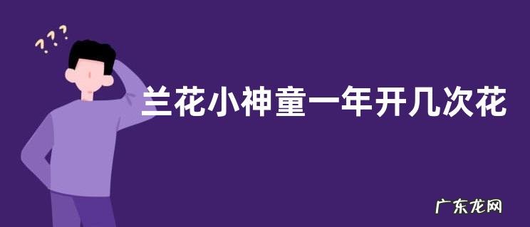 兰花小神童一年开几次花