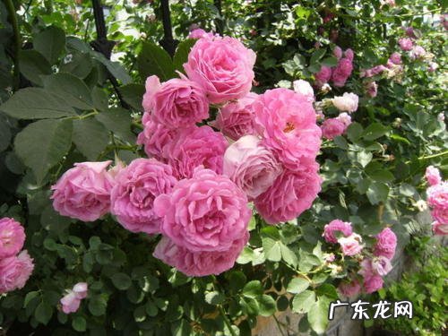 蔷薇花耐寒吗 冬天越冬能耐多少度低温