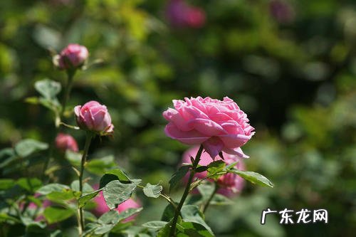 蔷薇花耐寒吗 冬天越冬能耐多少度低温