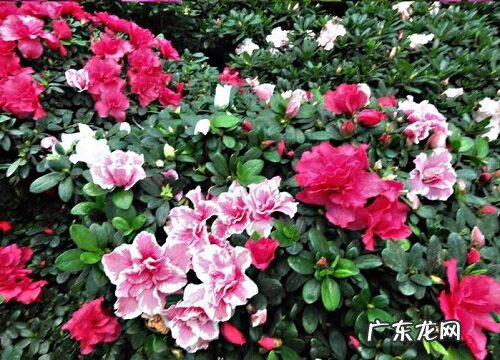 毛杜娟一年开几次花