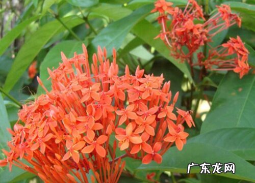 仙丹花一年开几次花