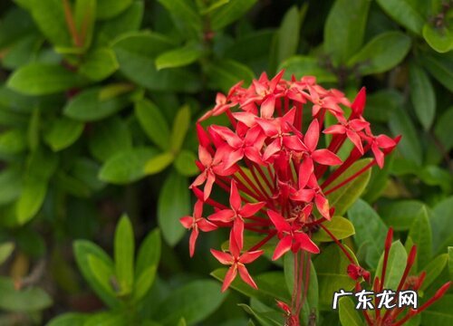 仙丹花一年开几次花