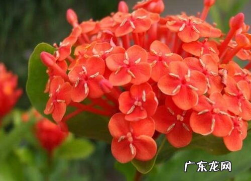 仙丹花一年开几次花